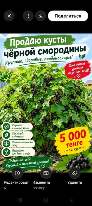Черная смородина душистая