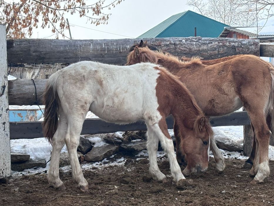 Годовалый лошадь