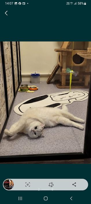 Гостиница для кошек.