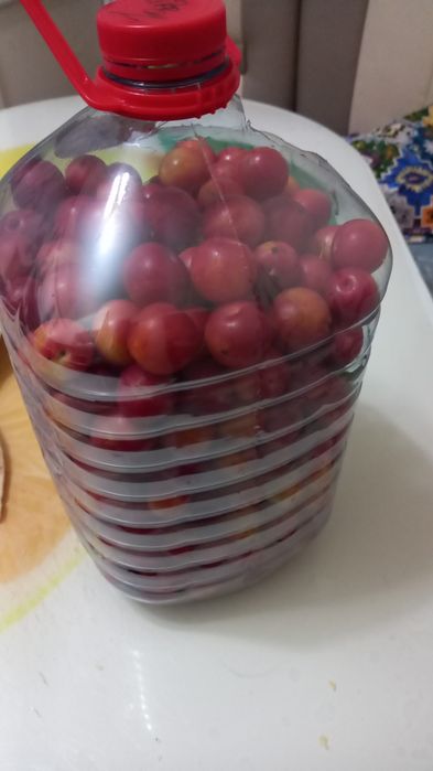 Слива красная домашняя