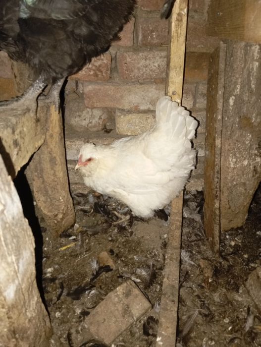 Vând 4puicute și un cocos la alegere moțat sau negru