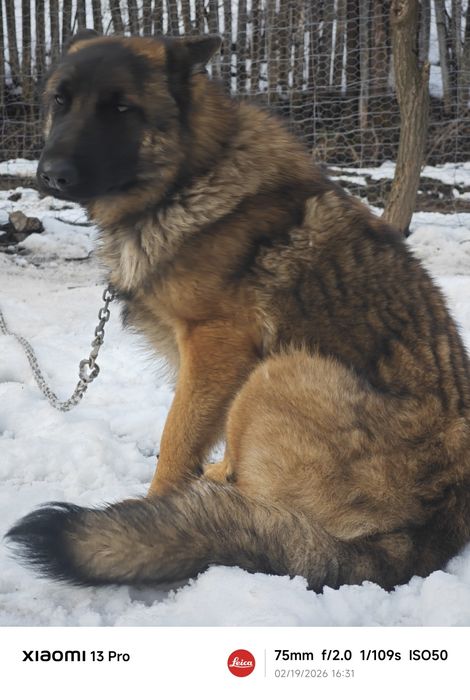 Donez câine lup, metis Malinois și Ciobesc German
