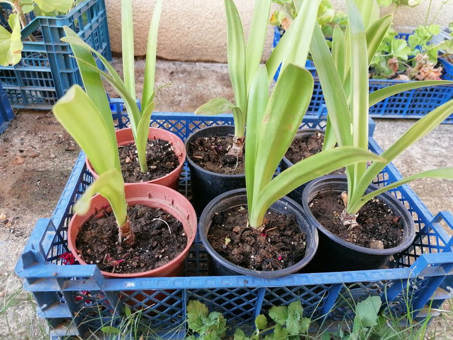 Люляк, стайна юка, трилистник, годжи бери