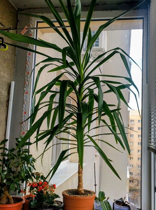 Palmier Yucca " Arborele vieții i"