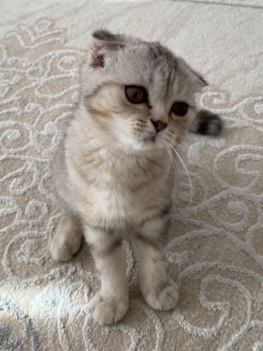 Котёнок Шотландский