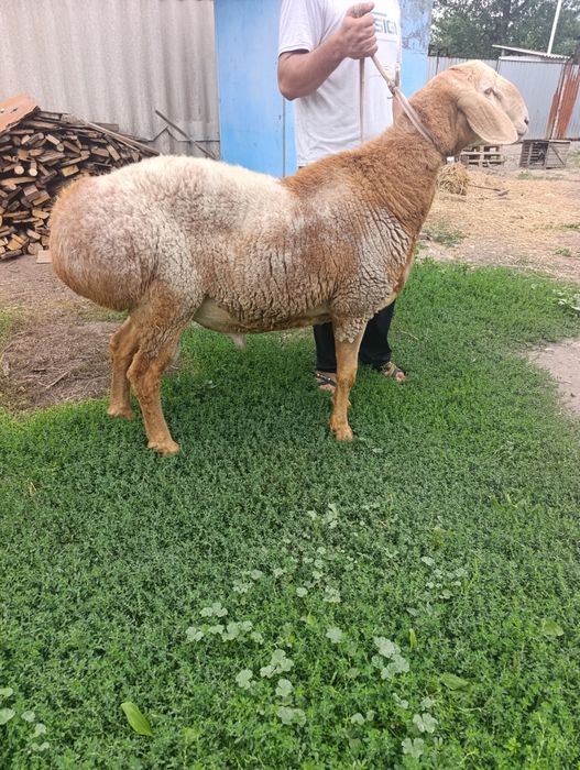 Арашан кочкар продам или обменяю