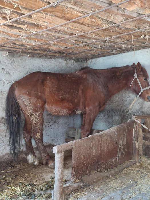 Продам лошадь 6 лет