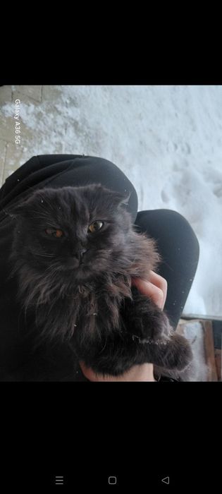 Отдам кошку подростка