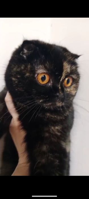 Мама стерилизованная+дочка