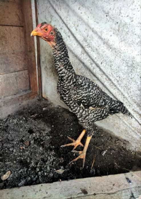 Петух дакан бойцовый 1+4