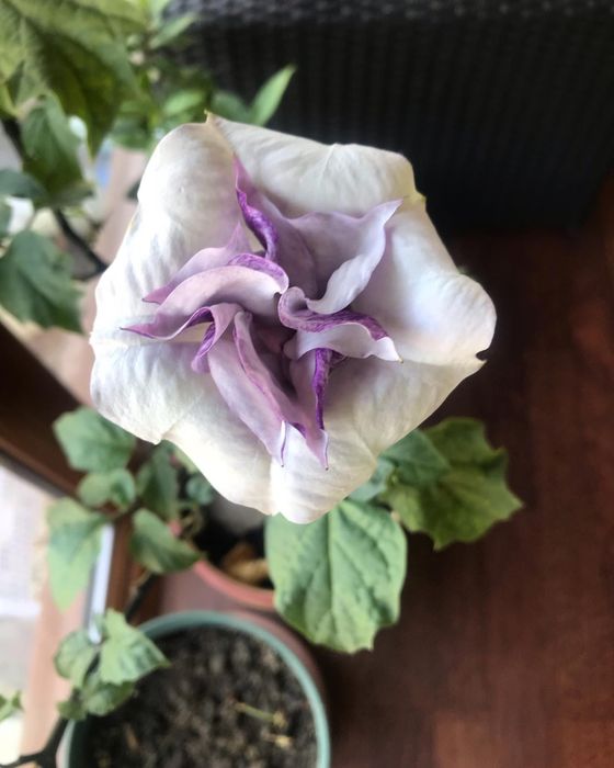 Датура  Дурман Метел Балерина Пёрпл