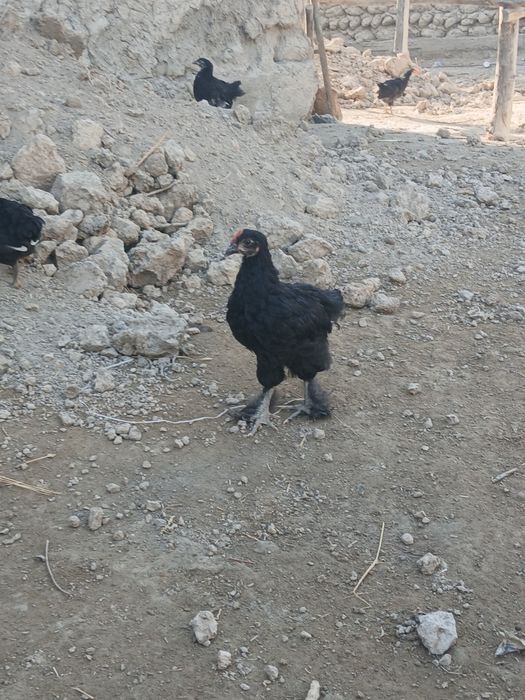 Andijon qora tovuq jo‘jalari hamma vaksinalari bo‘lgan
