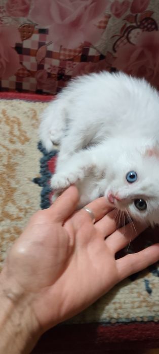 Маленькая девочка в любящие руки