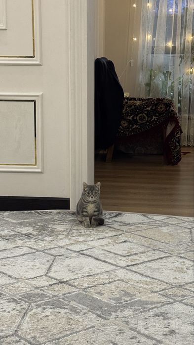 Скоттиш страйт продается мальчик