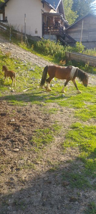 Iapa Gipsy de 5 ani  gestanta