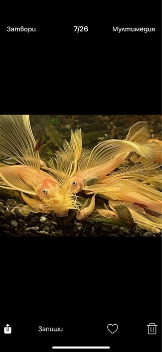 Звездни сомчета,воални анцитруси