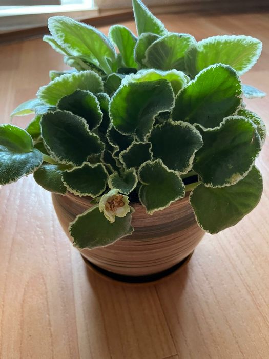 Фиалка фиолетовая