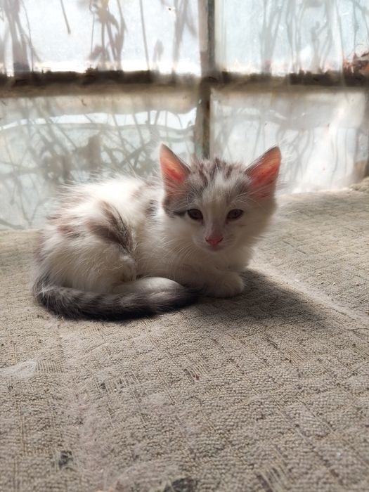 Котята в добрые руки Мальчики