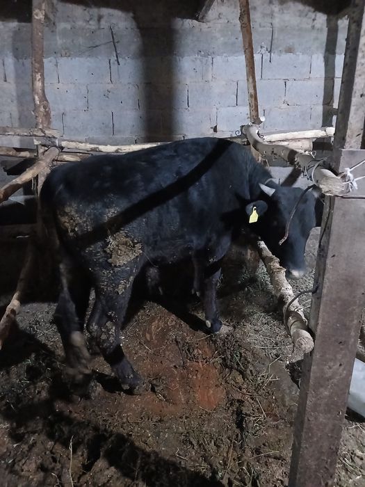 Бұқа Бычки 1,5 года жасар