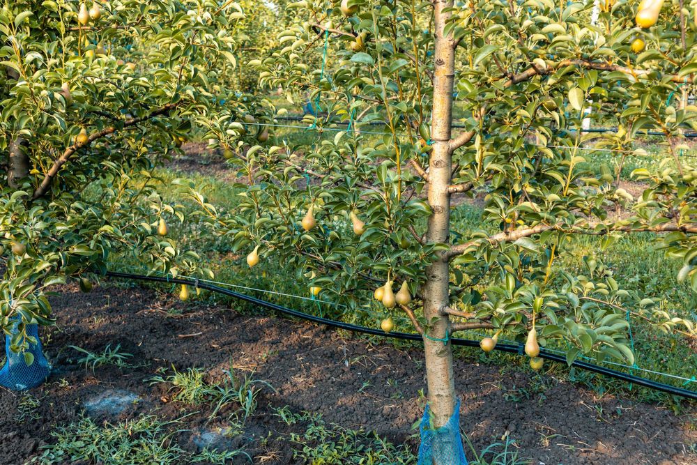 Продава се Земеделски имот в с. Братово, Област Бургас -  кв.м за 9211 €/дка - Снимка #14