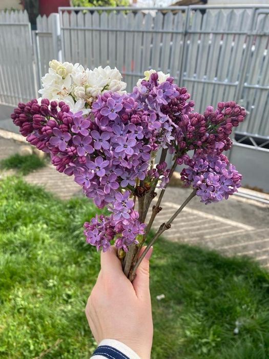 Liliac diverse culori