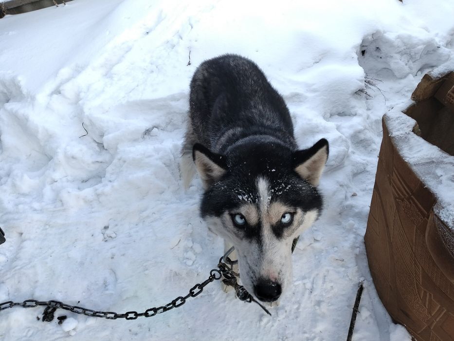 Продам хаски срочно