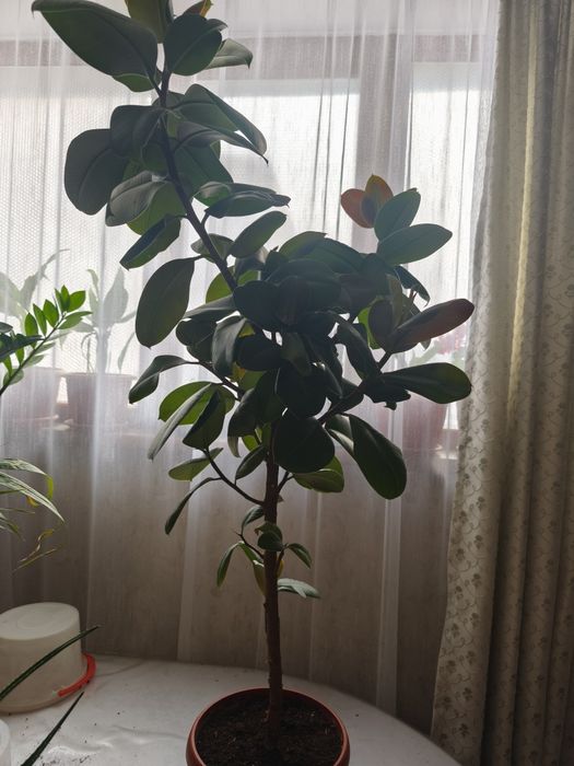 Срочно продам цветы