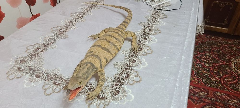 Продам чучело  Варана красивое чучило.