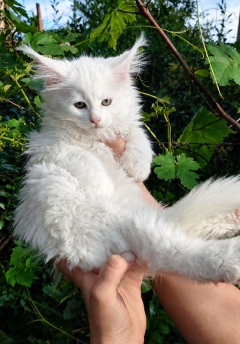 Котята породы Мейн-кун