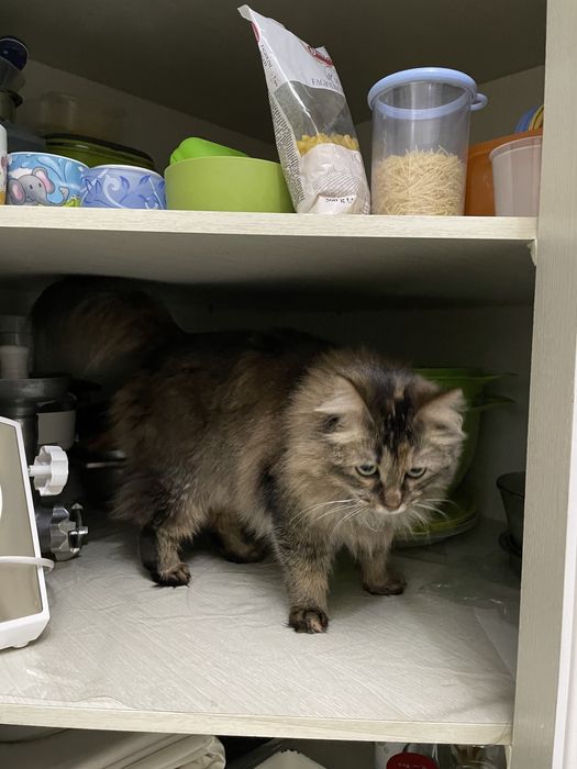 Кошка потерялась! Вознаграждение