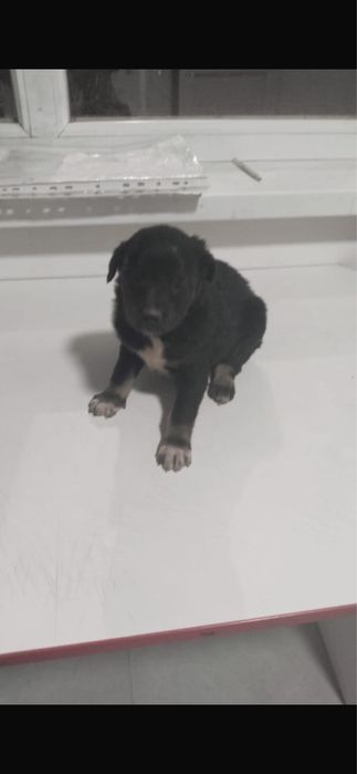 Шенок . Девочка .