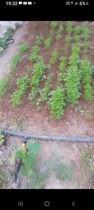 Көшеттер рассада сатылады