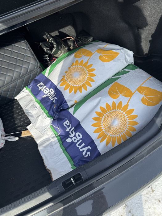 Семена подсолнечника Семечка