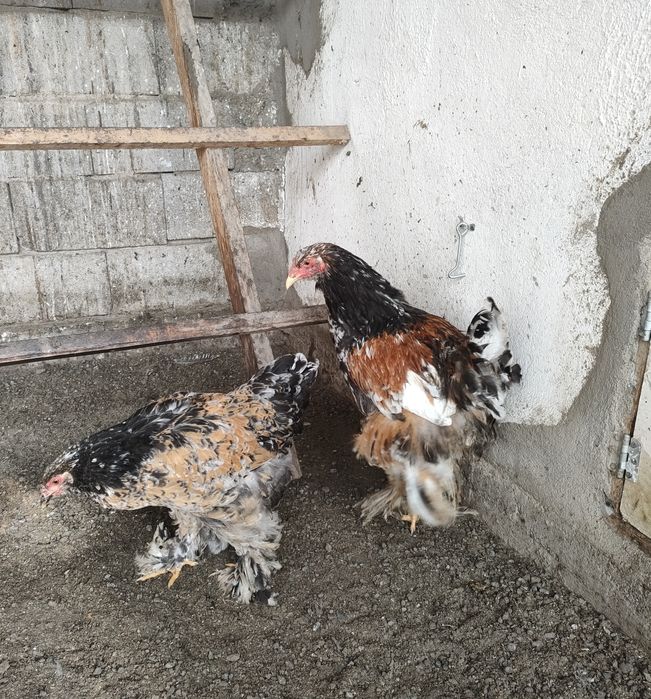 Продам Кохинхины Брамы.