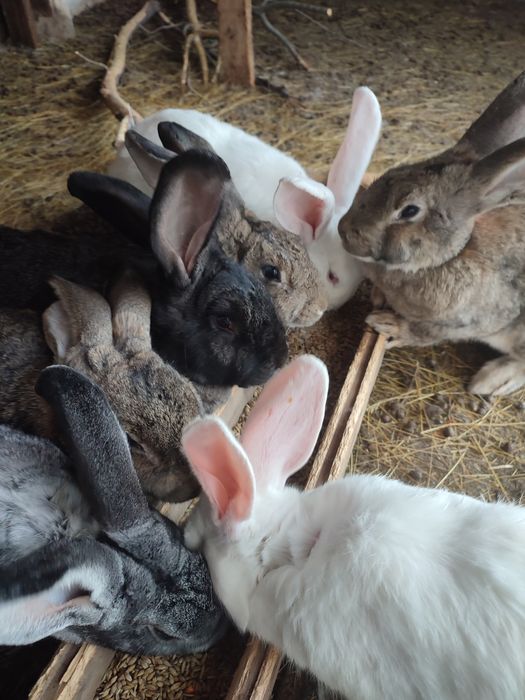 Продам  кролих и кролов