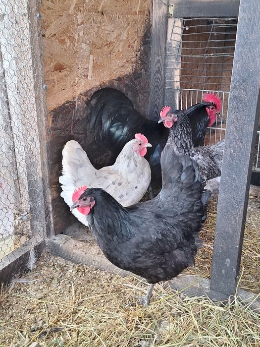 Australorp ouă pentru incubat