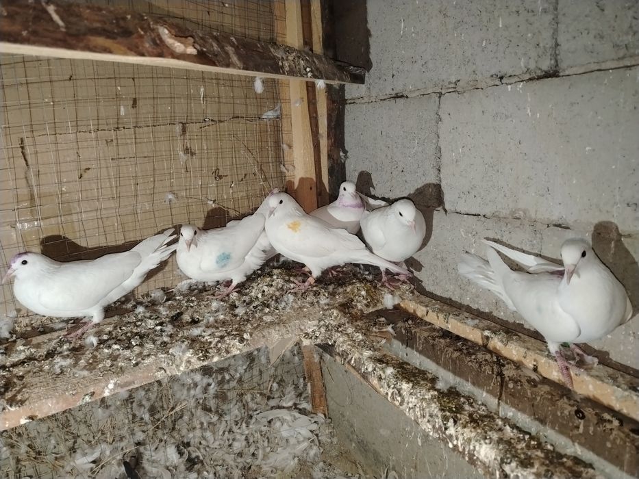 Иран кептерлер  сатылады