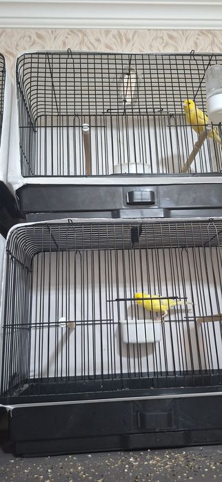 Канарейка сотилади