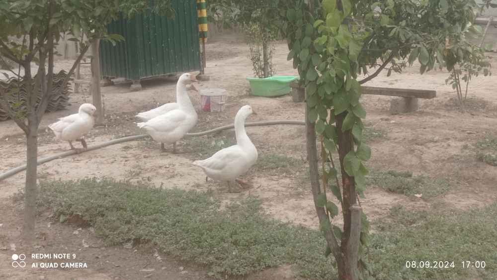 Домашние гуси и т.д