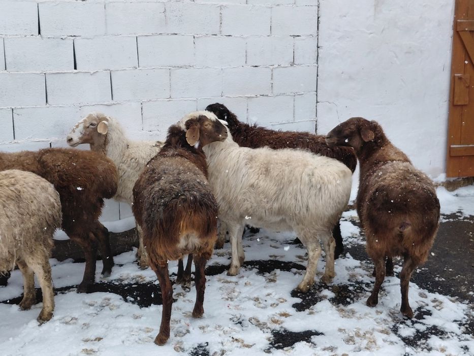 Кой. Токты сатылады