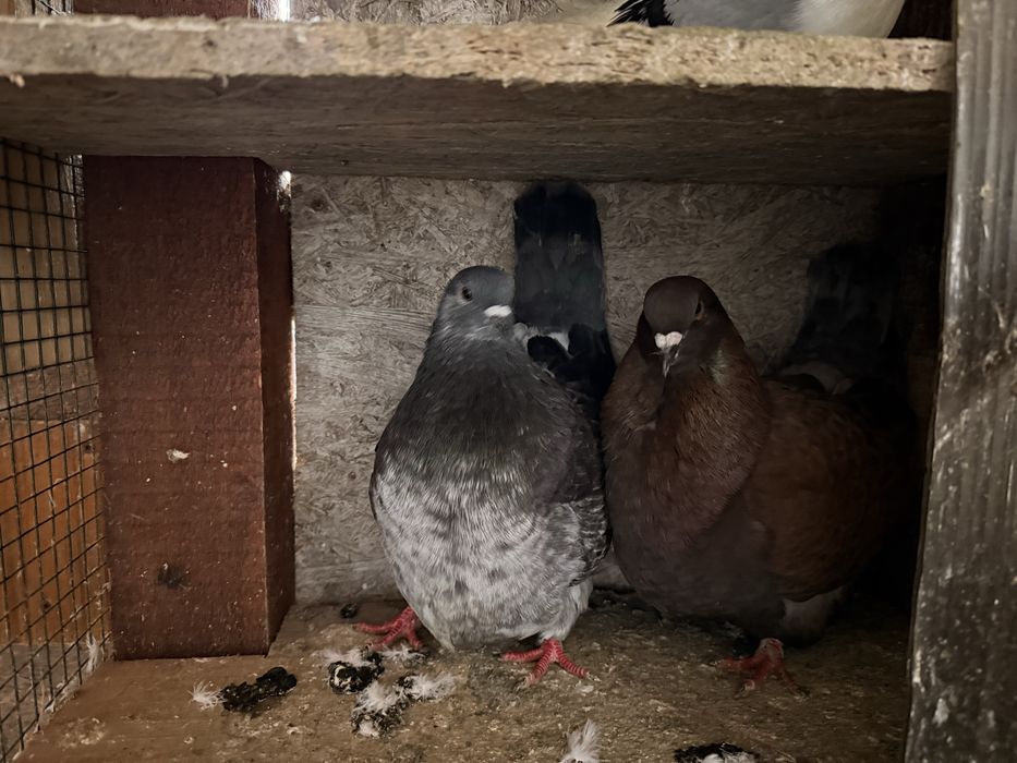 Vând porumbei mondaini