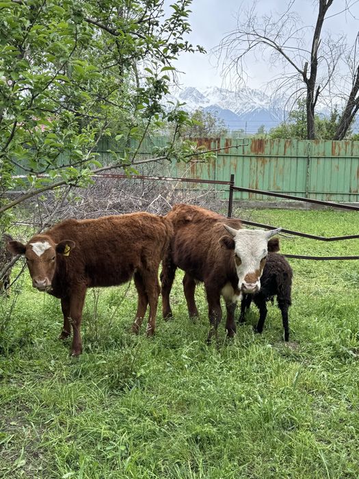 Сиыр,бұқа,ұрғашы бұзау еркек бұзау,қоызылы қойлар сатылад