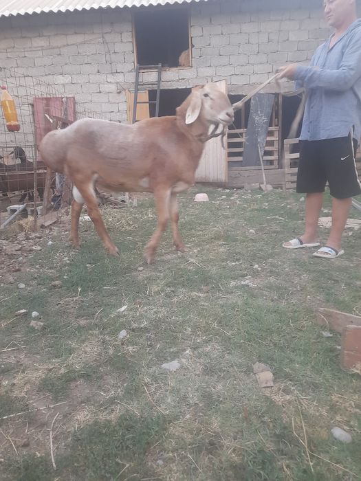 Арашан 2 жасар сатылады