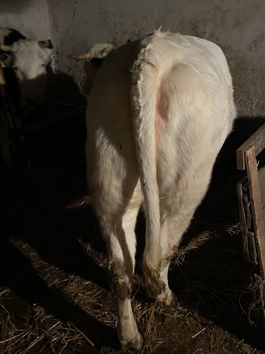 Vand jurinca belgian   Mama hostin de 2 ani gestanta in 7 luni  vitel