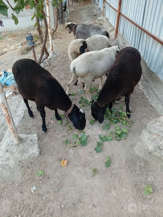 Bugʻoz quylar qoʻchqor barlar sotildi