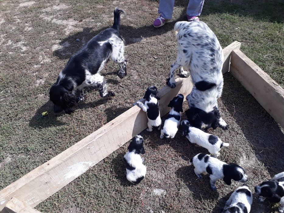 Продам спаниель