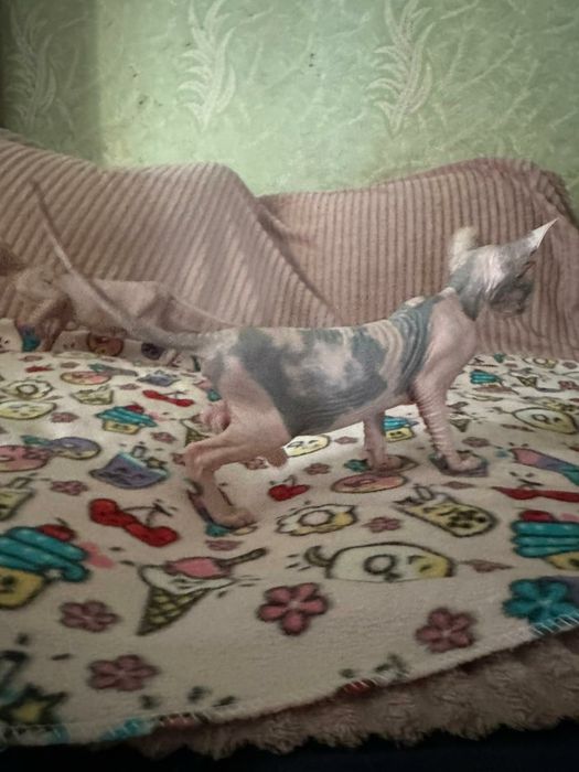 Котята Сфинксы канадские