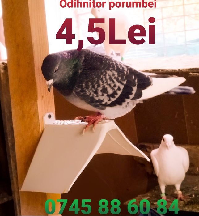 Odihnitoare porumbei