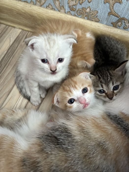Котенок вислоушка