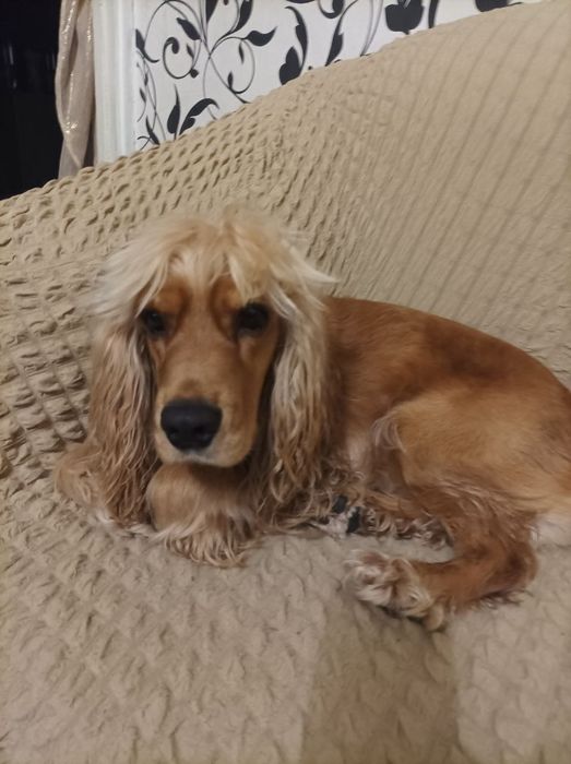 Здравствуйте ищу ищем сучку для кабеля